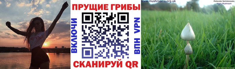 Псилоцибиновые грибы Cubensis  МЕГА ТОР  Магнитогорск 